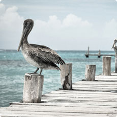 安卓ddos攻击工具